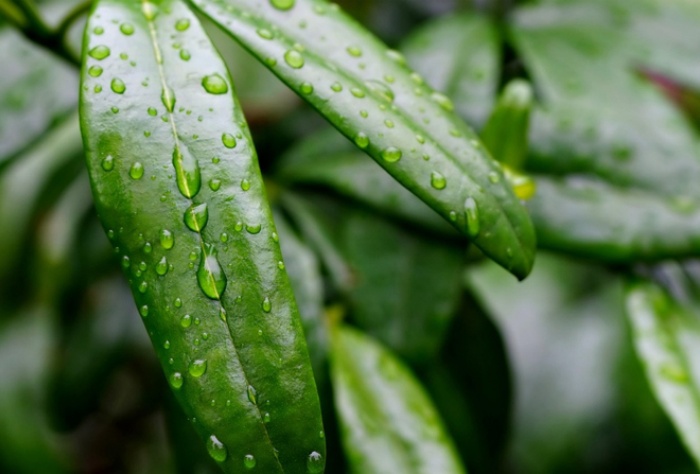 【莱沃医疗：知识分享】抓住雨水时节，养出春日好身体