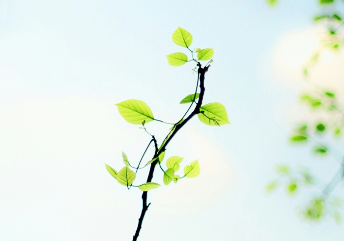 【莱沃医疗：知识分享】植树节：“植”此青绿，拥抱春天，鼻炎党速看，不踩雷！