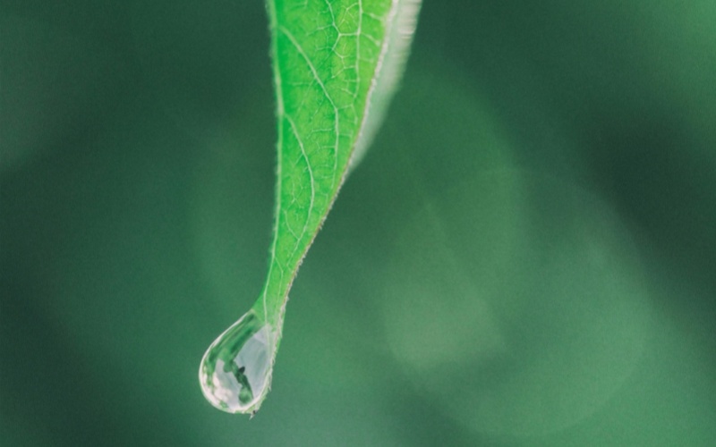 【Laiwo Medical: Knowledge Sharing】Bai Lu: Poetic to poets, hostile to skin