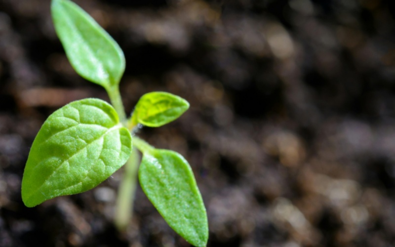 【莱沃医疗：知识分享】立春第一口“鲜”，可能会成为你口腔溃疡的真正元凶